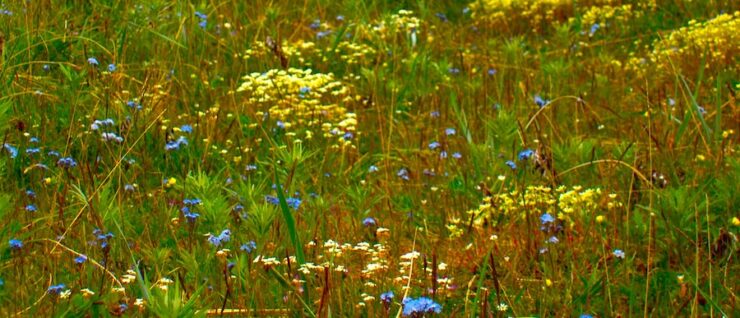 A meadow filled with vibrant summer wildflowers, predominantly yellow and blue, surrounded by green shrubbery