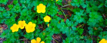 A herbaceous perennial plant with stoloniferous growth. It has small green leaves with narrow leaflets on the stems. The plant has glossy golden yellow flowers, each 2–3 cm in diameter.