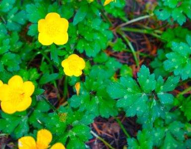 A herbaceous perennial plant with stoloniferous growth. It has small green leaves with narrow leaflets on the stems. The plant has glossy golden yellow flowers, each 2–3 cm in diameter.