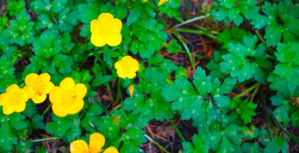 A herbaceous perennial plant with stoloniferous growth. It has small green leaves with narrow leaflets on the stems. The plant has glossy golden yellow flowers, each 2–3 cm in diameter.