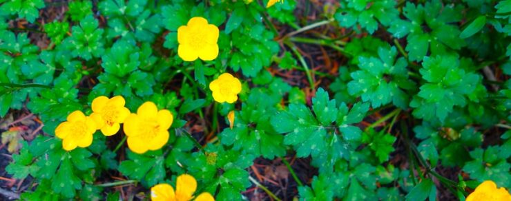 A herbaceous perennial plant with stoloniferous growth. It has small green leaves with narrow leaflets on the stems. The plant has glossy golden yellow flowers, each 2–3 cm in diameter.