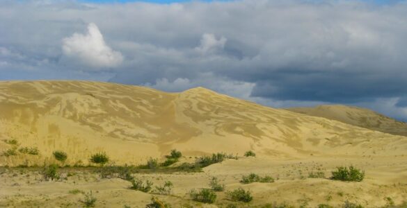 A sand dune with intricate wind-carved patterns, with desert brush in the foreground. The sky above is cloudy.