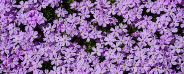 A cluster of lavender-colored Spreading Phlox flowers with five petals each, surrounded by linear, needle-like leaves, forming a dense mat close to the ground.