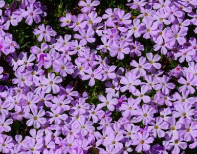 A cluster of lavender-colored Spreading Phlox flowers with five petals each, surrounded by linear, needle-like leaves, forming a dense mat close to the ground.