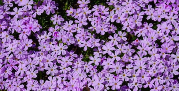 A cluster of lavender-colored Spreading Phlox flowers with five petals each, surrounded by linear, needle-like leaves, forming a dense mat close to the ground.