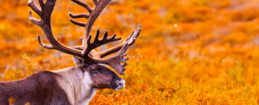 A large brown and white animal with impressive antlers stands amidst autumn foliage in Alaska, surrounded by vibrant yellow and orange plants.