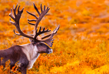 A large brown and white animal with impressive antlers stands amidst autumn foliage in Alaska, surrounded by vibrant yellow and orange plants.