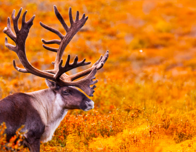 A large brown and white animal with impressive antlers stands amidst autumn foliage in Alaska, surrounded by vibrant yellow and orange plants.