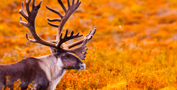 A large brown and white animal with impressive antlers stands amidst autumn foliage in Alaska, surrounded by vibrant yellow and orange plants.