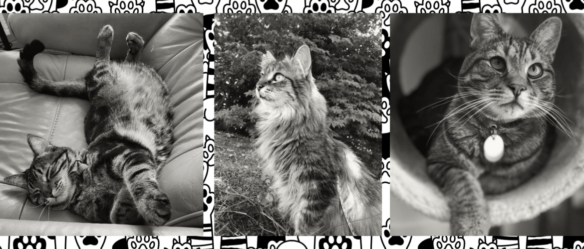 Three black and white photos of cats: one lounging playfully on its back indoors, another perched attentively outside with grass in the background, and a third wearing a bell collar looking to the side.