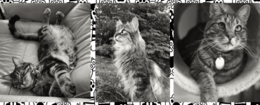 Three black and white photos of cats: one lounging playfully on its back indoors, another perched attentively outside with grass in the background, and a third wearing a bell collar looking to the side.