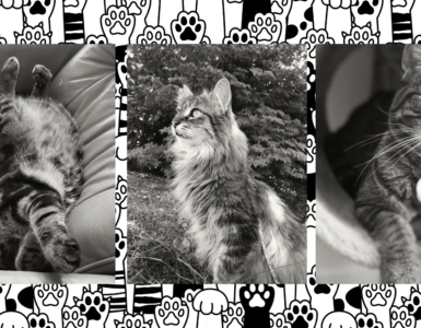 Three black and white photos of cats: one lounging playfully on its back indoors, another perched attentively outside with grass in the background, and a third wearing a bell collar looking to the side.