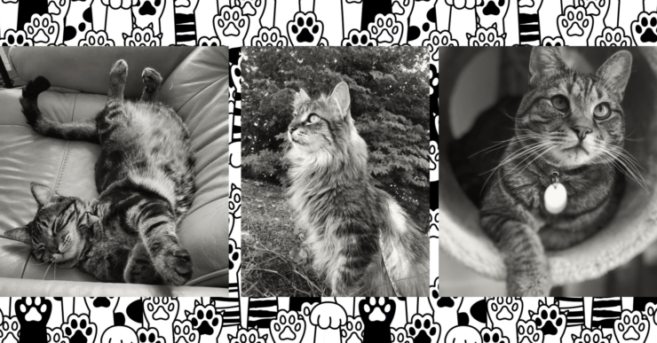 Three black and white photos of cats: one lounging playfully on its back indoors, another perched attentively outside with grass in the background, and a third wearing a bell collar looking to the side.