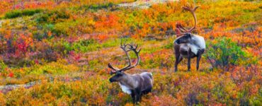 Two caribou with large antlers standing in a vibrant autumn landscape, surrounded by colorful bushes.