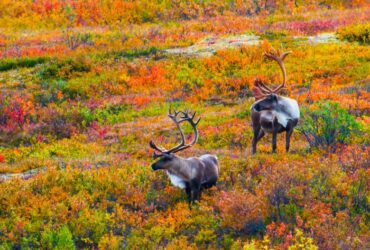 Two caribou with large antlers standing in a vibrant autumn landscape, surrounded by colorful bushes.