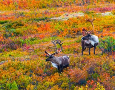 Two caribou with large antlers standing in a vibrant autumn landscape, surrounded by colorful bushes.