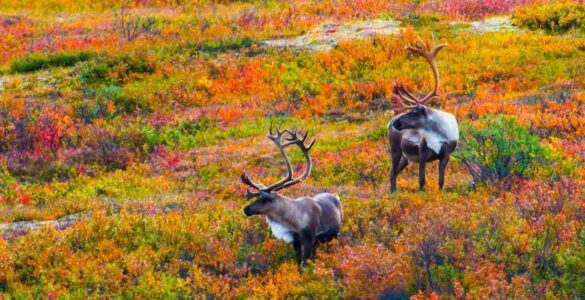 Two caribou with large antlers standing in a vibrant autumn landscape, surrounded by colorful bushes.