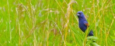 A dark-feathered bird with red markings on its wings perched on a plant amidst a lush green field.