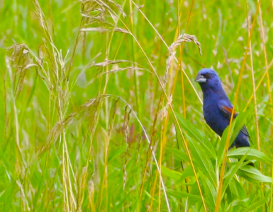 A dark-feathered bird with red markings on its wings perched on a plant amidst a lush green field.