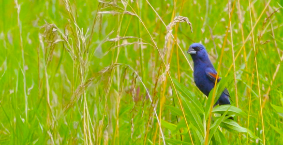 A dark-feathered bird with red markings on its wings perched on a plant amidst a lush green field.