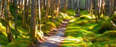 A rocky trail winding through grass covered terrain and surrounded by deciduous trees in Alaska.