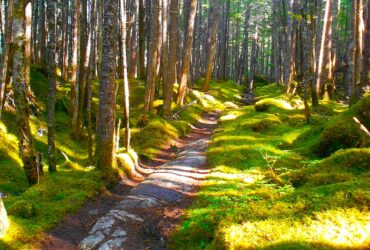 A rocky trail winding through grass covered terrain and surrounded by deciduous trees in Alaska.