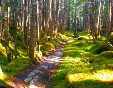 A rocky trail winding through grass covered terrain and surrounded by deciduous trees in Alaska.