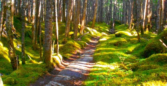 A rocky trail winding through grass covered terrain and surrounded by deciduous trees in Alaska.