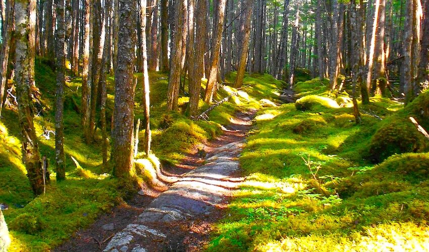 A rocky trail winding through grass covered terrain and surrounded by deciduous trees in Alaska.