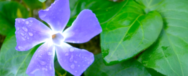 A purple Periwinkle flower adorned with dew drops, set against a backdrop of lush green leaves.