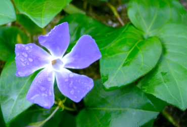 A purple Periwinkle flower adorned with dew drops, set against a backdrop of lush green leaves.