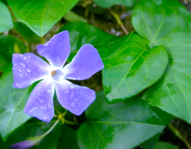 A purple Periwinkle flower adorned with dew drops, set against a backdrop of lush green leaves.