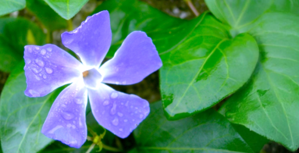 A purple Periwinkle flower adorned with dew drops, set against a backdrop of lush green leaves.