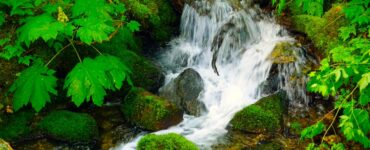 A small waterfall cascades between moss-covered rocks, with green leaves on plants lining the stream bank.