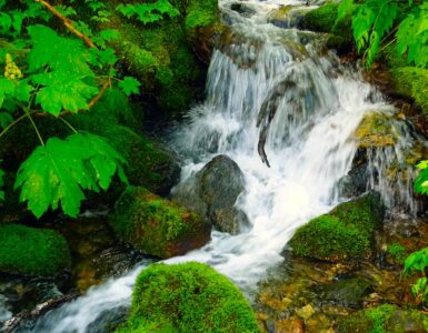 A small waterfall cascades between moss-covered rocks, with green leaves on plants lining the stream bank.