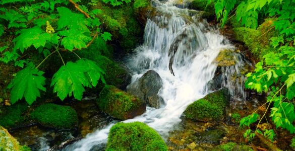 A small waterfall cascades between moss-covered rocks, with green leaves on plants lining the stream bank.