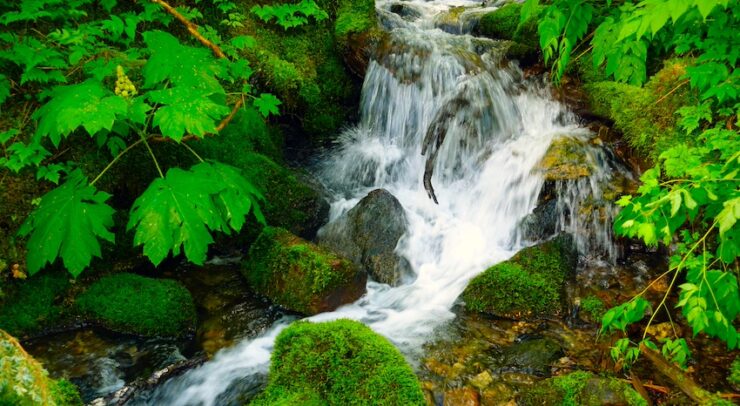 A small waterfall cascades between moss-covered rocks, with green leaves on plants lining the stream bank.