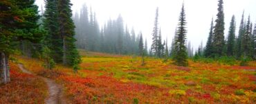 A patchwork of red, orange, and yellow colors in the meadows along a high altitude trail.