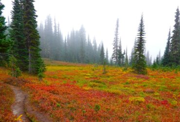 A patchwork of red, orange, and yellow colors in the meadows along a high altitude trail.