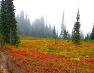 A patchwork of red, orange, and yellow colors in the meadows along a high altitude trail.