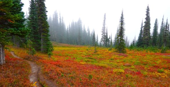 A patchwork of red, orange, and yellow colors in the meadows along a high altitude trail.