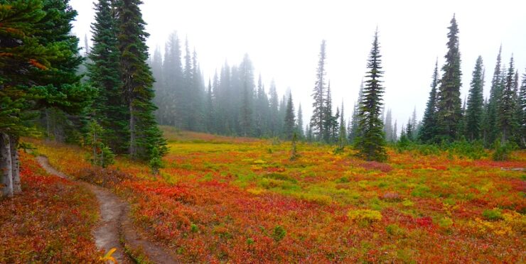 A patchwork of red, orange, and yellow colors in the meadows along a high altitude trail.