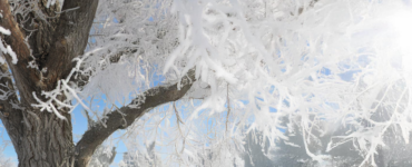 A frost-covered tree with snowy branches, set against a background of snow-covered trees and a clear blue sky.