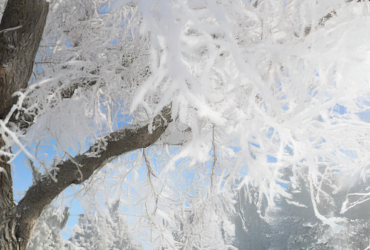 A frost-covered tree with snowy branches, set against a background of snow-covered trees and a clear blue sky.