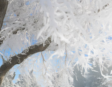 A frost-covered tree with snowy branches, set against a background of snow-covered trees and a clear blue sky.