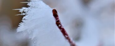 "Brown twig covered in icy white frost, shaped by the wind."