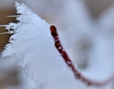 "Brown twig covered in icy white frost, shaped by the wind."