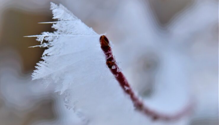 "Brown twig covered in icy white frost, shaped by the wind."