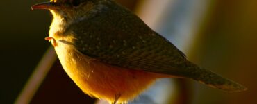 Close-up of a green and yellow bird perched on a branch, with a blurred background of brown and green hues.