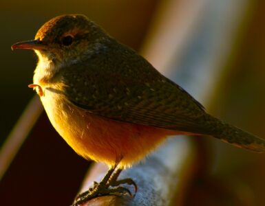 Close-up of a green and yellow bird perched on a branch, with a blurred background of brown and green hues.